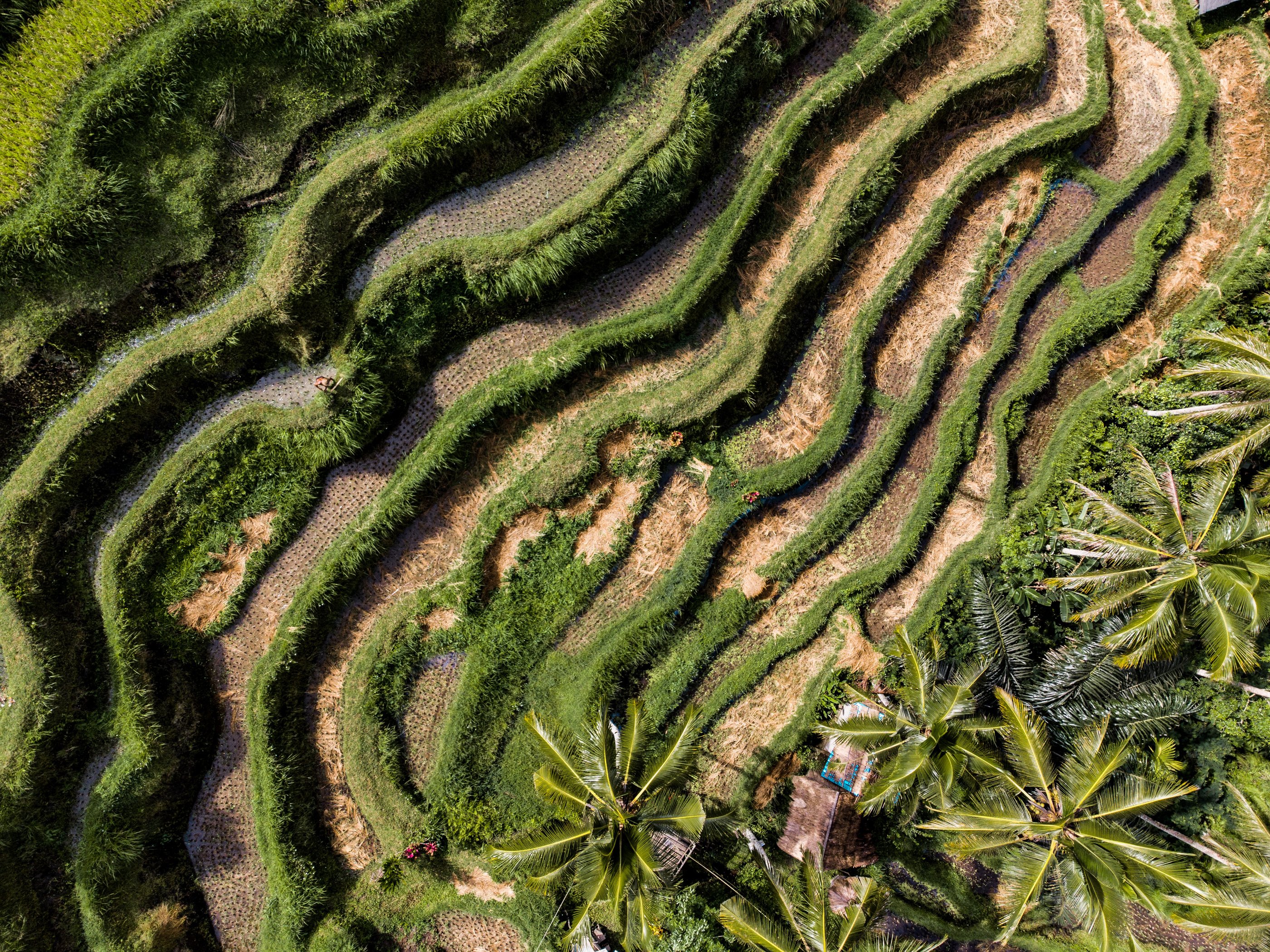 Ricefield Aerial View